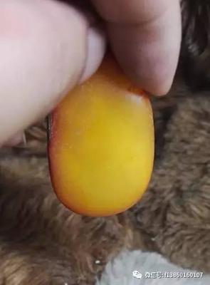 黄玉籽料，绝对值得拥有