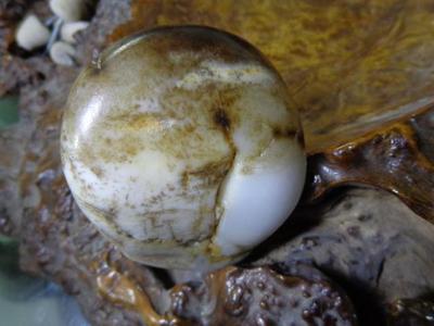 新疆和田玉—白虎皮籽料