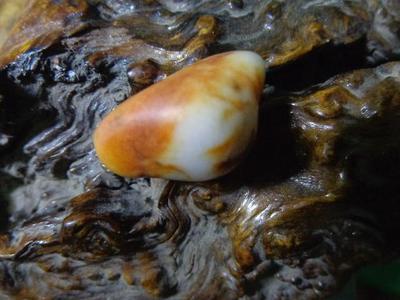 新疆和田玉——枣红皮籽料羊脂白玉