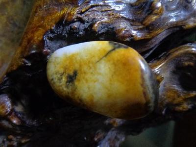 新疆和田玉—桂花黄皮籽料羊脂白玉