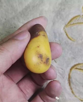 和田玉黄玉籽料之板栗黄
